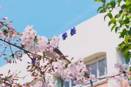 校舎と桜・入学式イメージ